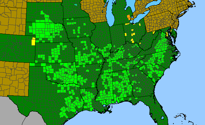 The range of Liatris squarrosa